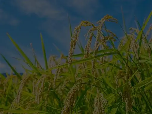 Rice plants growing in Fukushima